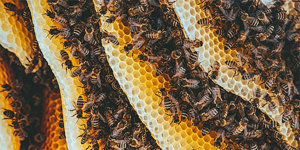 Melissa Das Honig- &amp; Bienenfestival 2026