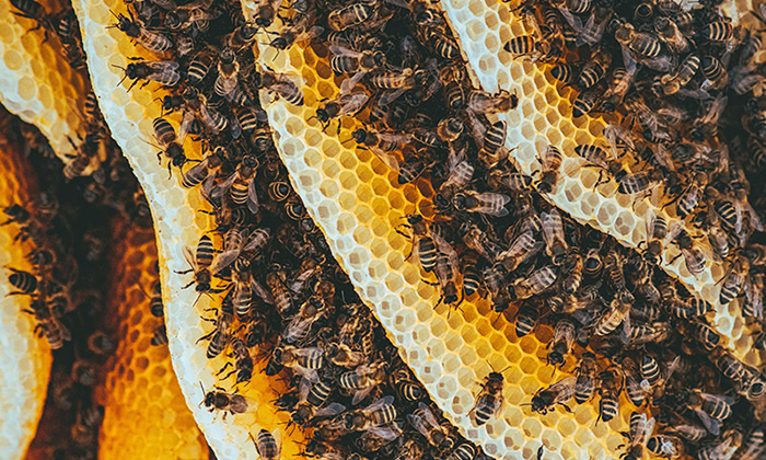 Melissa Das Honig- & Bienenfestival 2026